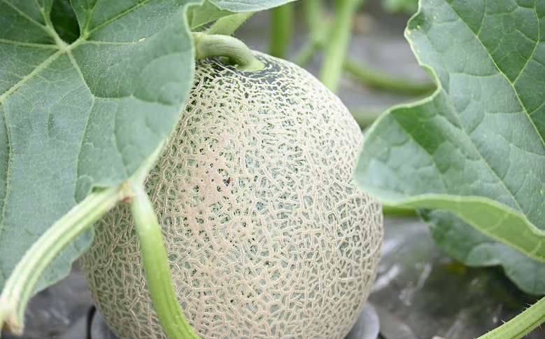 北海キングメロン 2玉