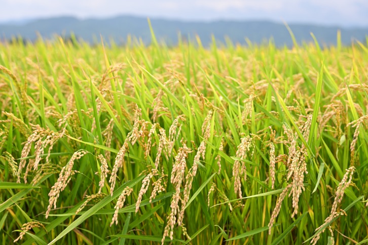 【定期便6回】北海道奈井江町　特別栽培米　ゆめぴりか　5kg