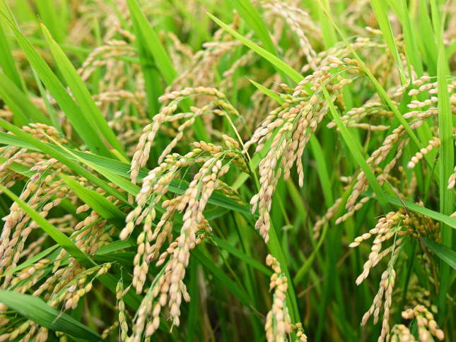 北海道奈井江町　特別栽培米　ななつぼし　10kg