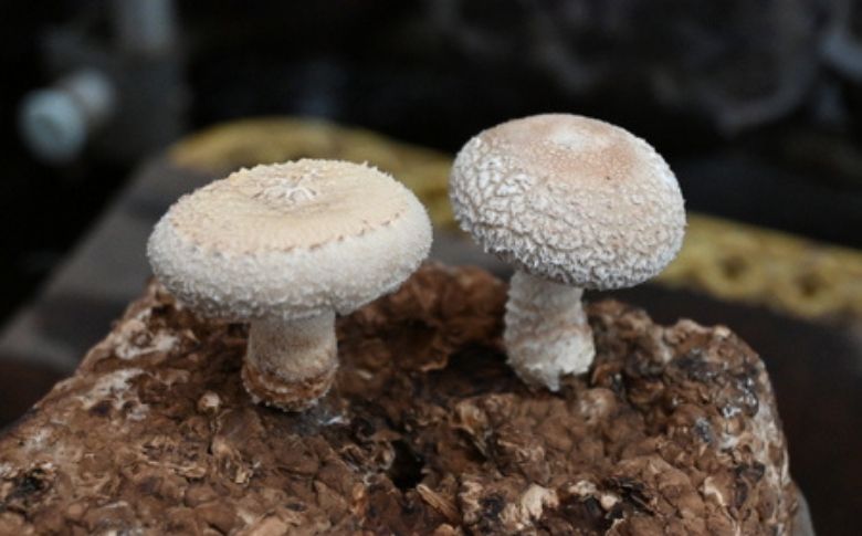 就労支援センター　すまっしゅ　椎茸しょう油　5本セット