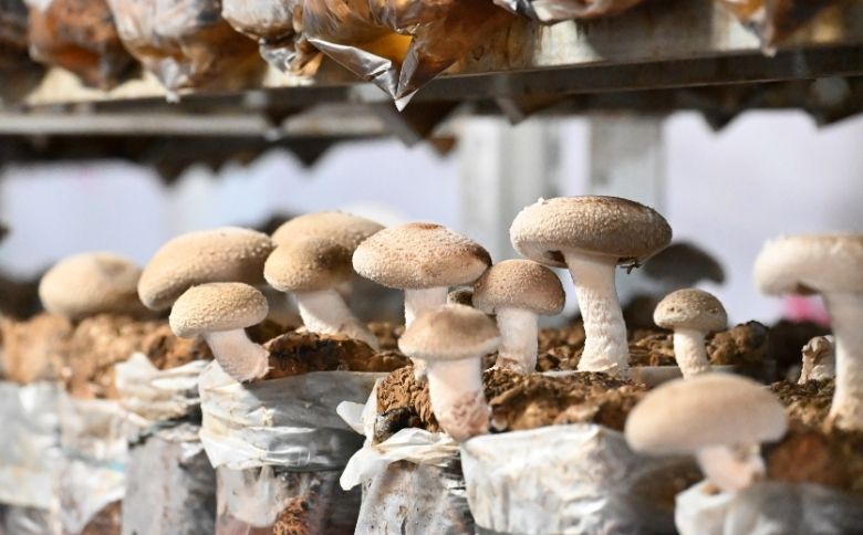 就労支援センター　すまっしゅ　椎茸しょう油2本と肉厚生しいたけセット