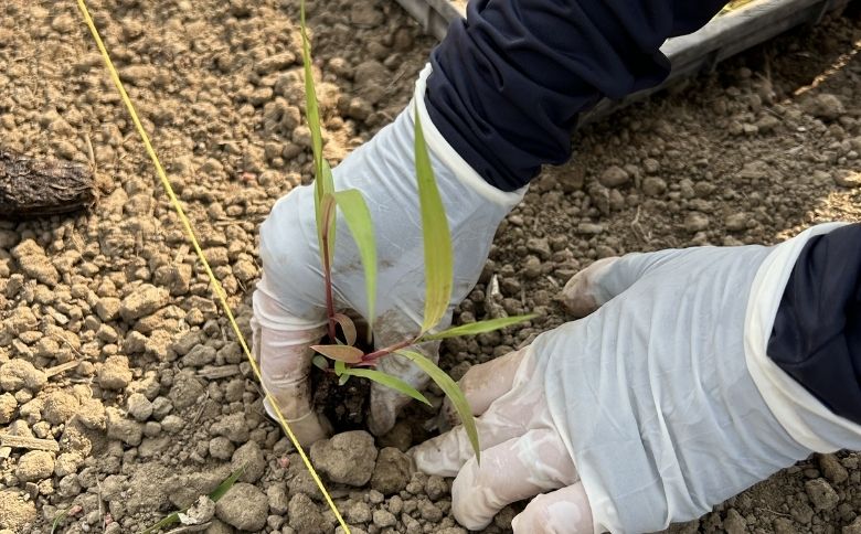 もちきび3袋セット