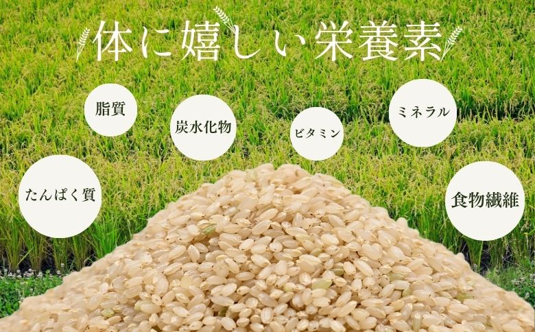 北海道奈井江町　ゆめぴりか　玄米　30kg