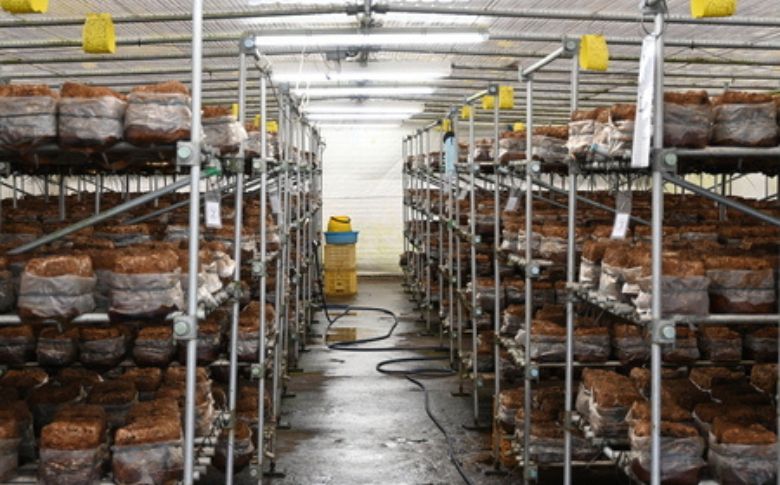 就労支援センター　すまっしゅ　椎茸しょう油　5本セット