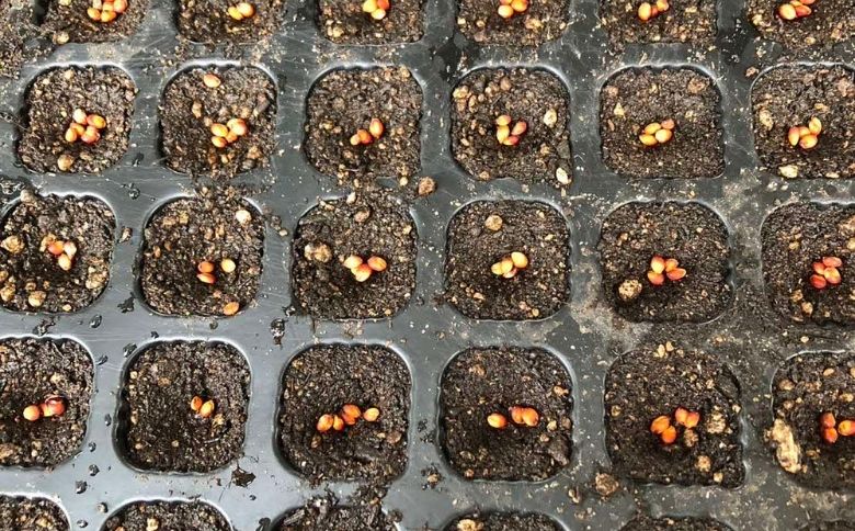 もちあわ3袋セット