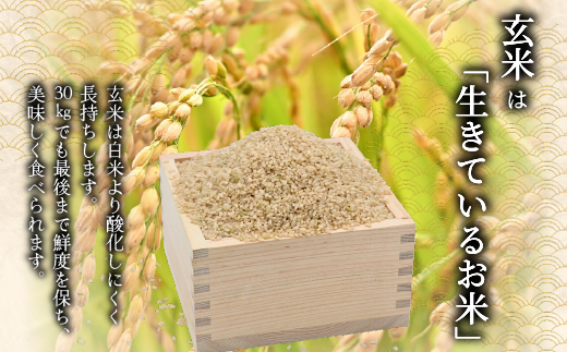 【2027年3月発送】令和 8 年産 【 配送時期が選べる 】 奈井江町 ゆめぴりか 玄米 30kg 特 A ランク評価 低タンパク追求 JA 新すながわ 大容量 クリーン農業 北海道米 ブランド米 産地限定米 お米 米 こめ ごはん ご飯 ないえ 【2027年3月発送】