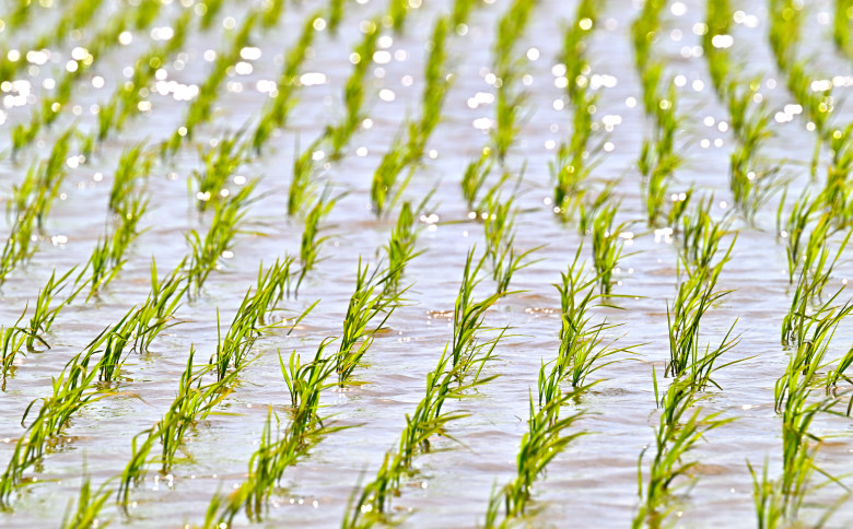 北海道奈井江町　ななつぼし　10kg