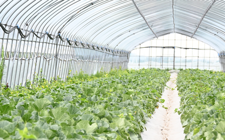 北海キングメロン 2玉