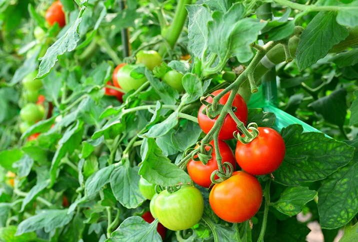 江口農園　完熟つぶしトマト