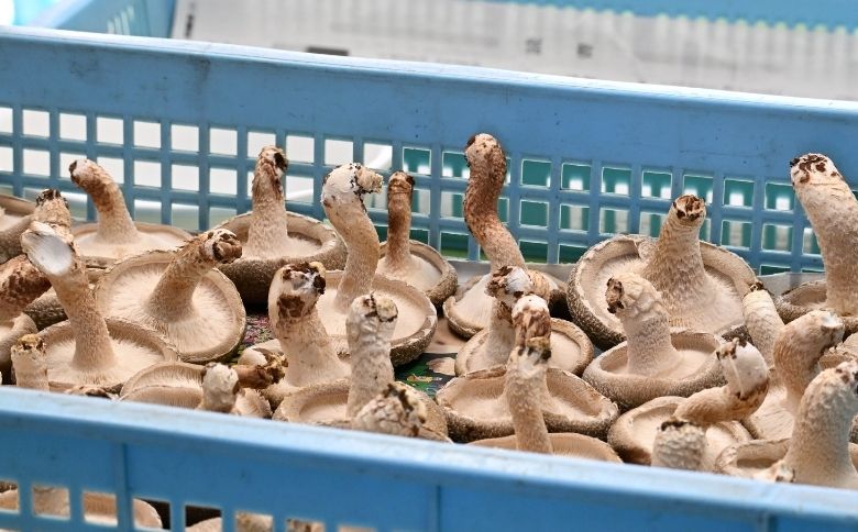 就労支援センター　すまっしゅ　椎茸しょう油2本と肉厚生しいたけセット