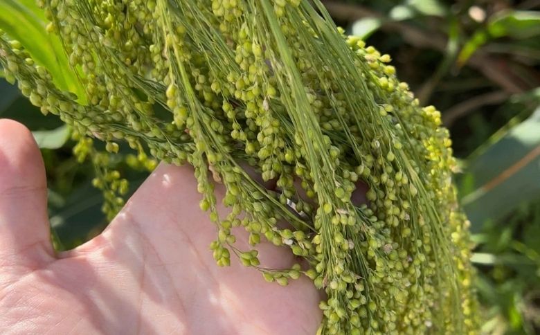 もちきび3袋セット