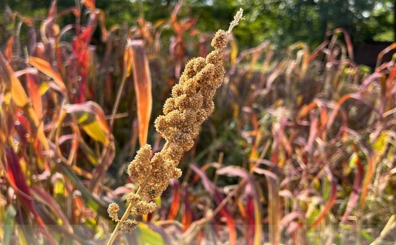もちあわ3袋セット
