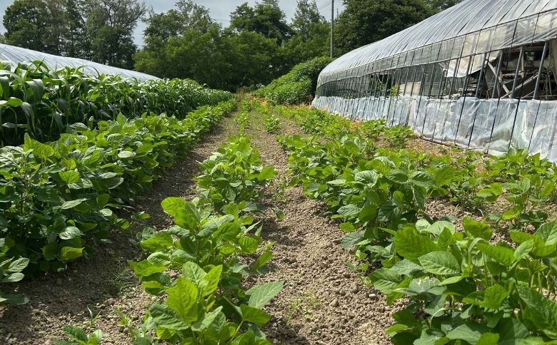 くろせんごく3袋セット
