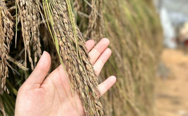 くろいおこめ3袋セット