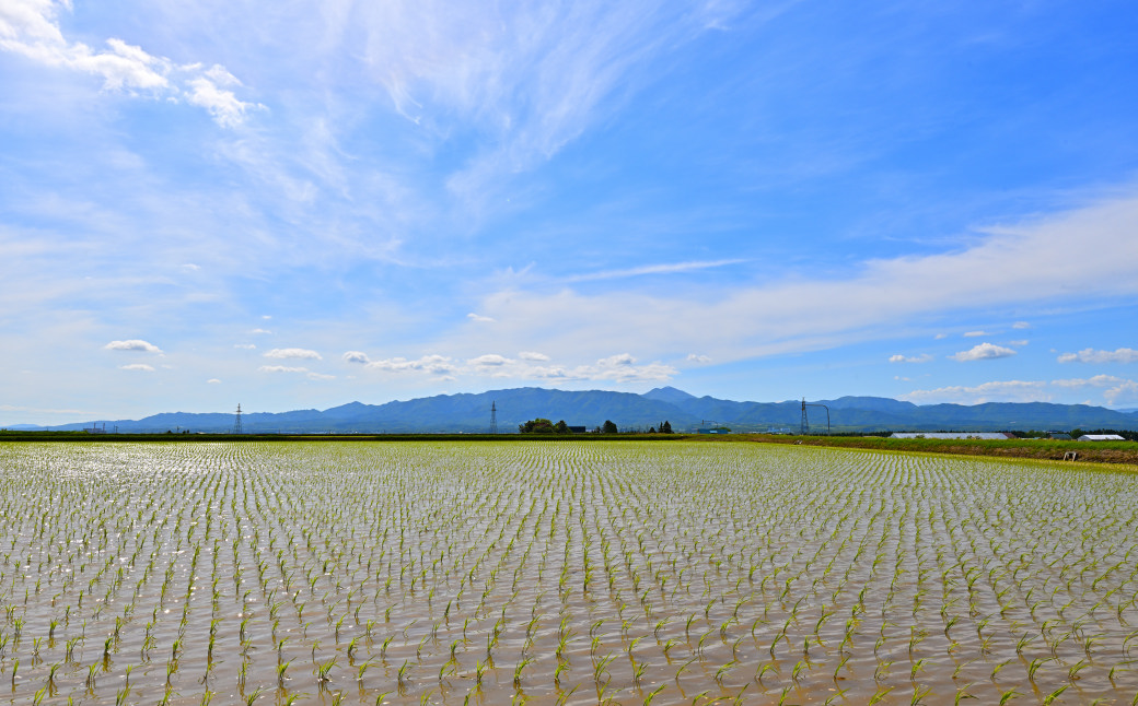 【定期便12回】北海道奈井江町　ななつぼし　5kg