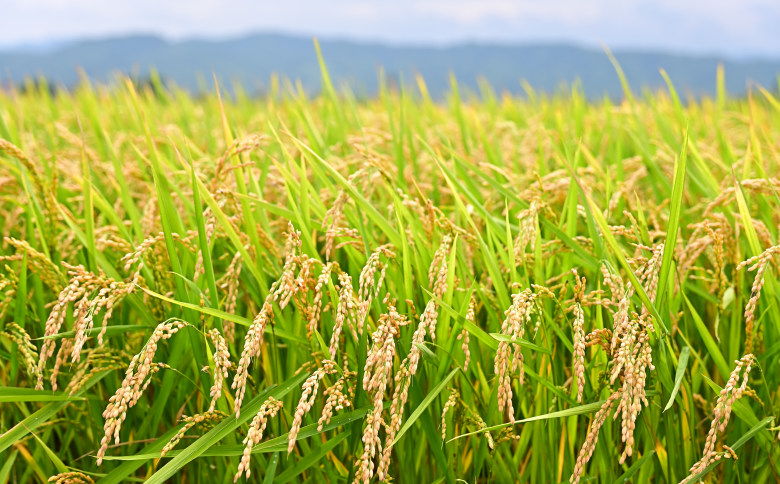 北海道奈井江町　特別栽培米　ゆめぴりか【無洗米】5kg