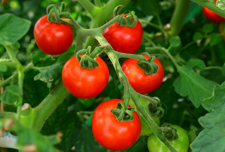 江口農園　完熟つぶしトマト