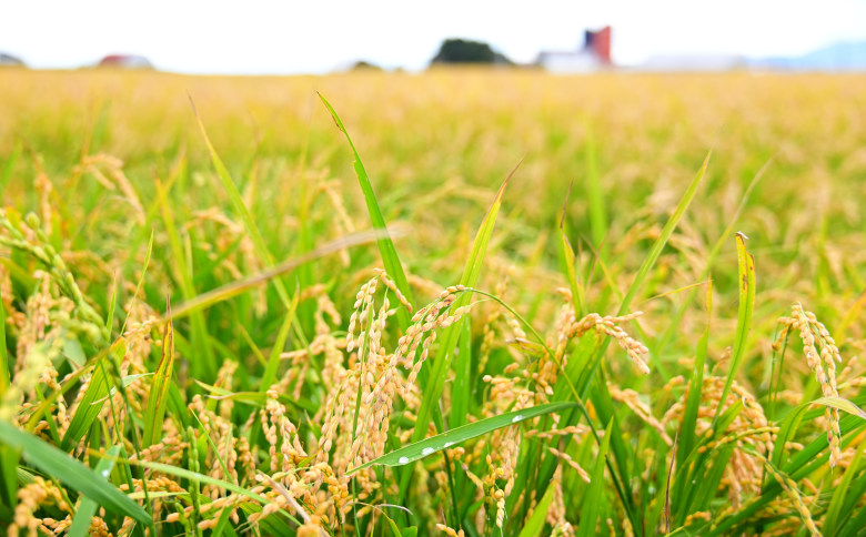 【定期便6回】北海道奈井江町　ななつぼし　10kg