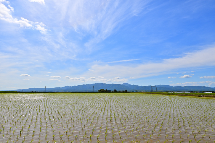 北海道奈井江町　ななつぼし　10kg