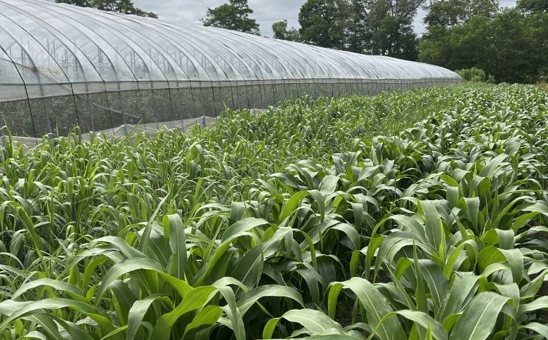 ざっこくごはんのもと3袋セット