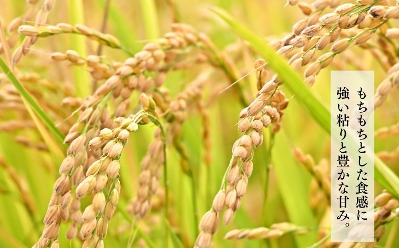 北海道奈井江町　ゆめぴりか　玄米　30kg