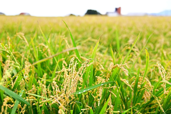 北海道奈井江町　ななつぼし　10kg