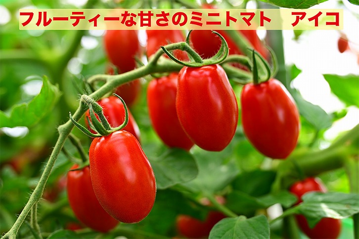 江口農園　江口農園セット