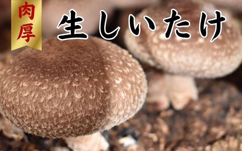 就労支援センター　すまっしゅ　肉厚生しいたけ