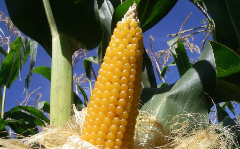 プレミアムポップコーンセットA