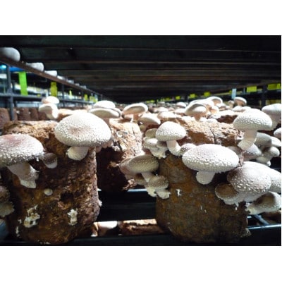 生しいたけ【配送不可地域：離島】