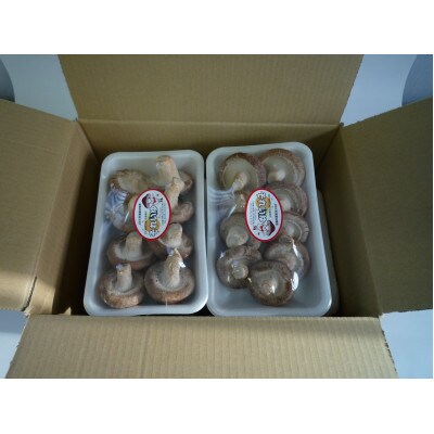 生しいたけ　170gパック×8【配送不可地域：離島】