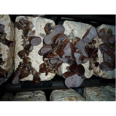 上砂川町産乾燥きくらげ5パック入り