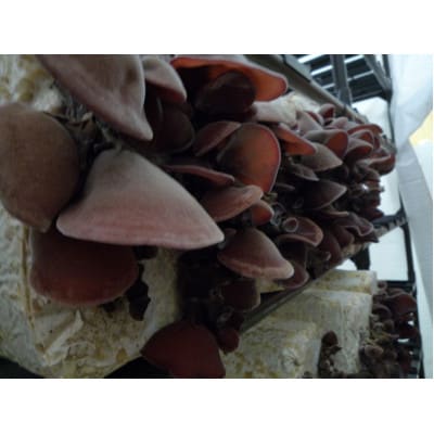 上砂川町産乾燥きくらげ5パック入り