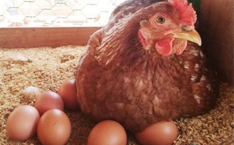 【北海道産】毎日食べたくなる平飼いたまご60個【配送不可地域：離島】