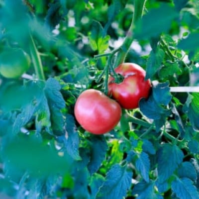 Vegetable+GIN vegin tomato 500ml×1本