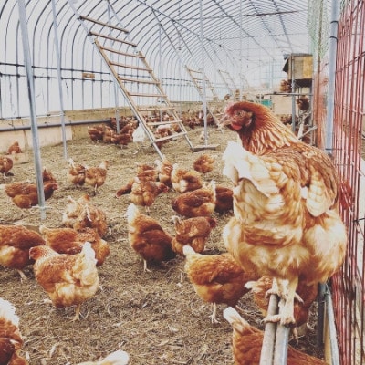 ファームモチツモタレツの平飼い自然有精卵20個【配送不可地域：離島】