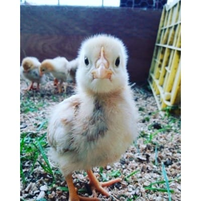 【毎月定期便】ファームモチツモタレツの平飼い自然有精卵30個 全3回【配送不可地域：離島】