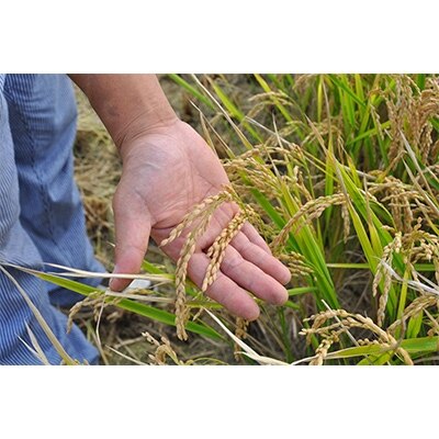 2022年9月発送開始『定期便』特別栽培米 北海道産ゆめぴりか5kg 全6回