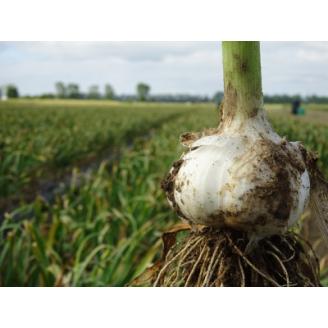 にんにく(福地ホワイト六片)　Lサイズ　1キロ　