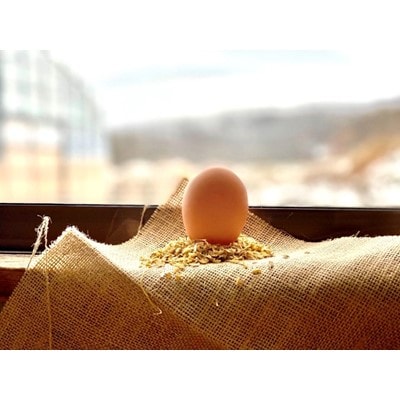 ファームモチツモタレツの平飼い自然有精卵60個【配送不可地域：離島】