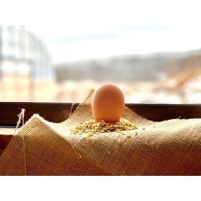 ファームモチツモタレツの平飼い自然有精卵50個【配送不可地域：離島】