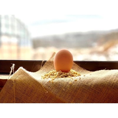 【毎月定期便】ファームモチツモタレツの平飼い自然有精卵30個 全3回【配送不可地域：離島】