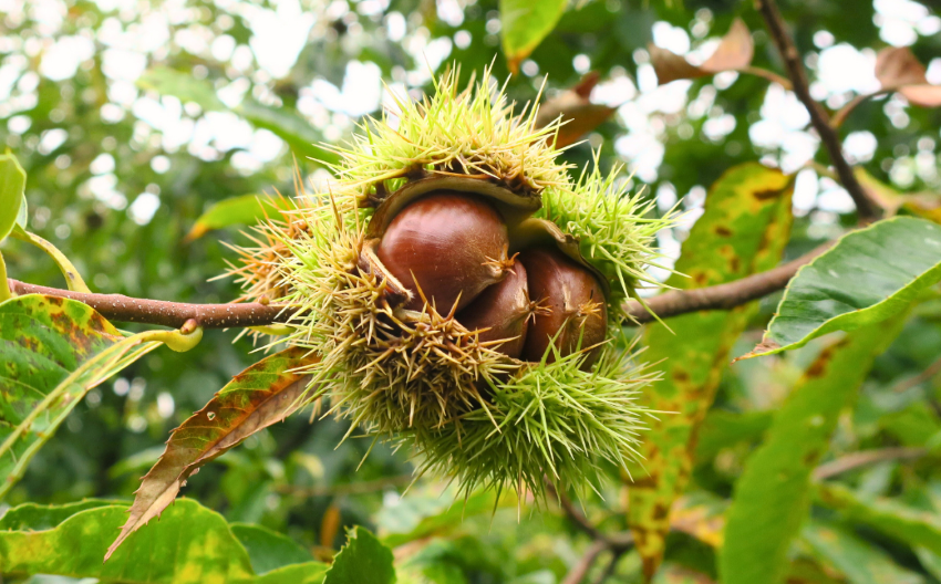 栗山栗 「甘露煮・渋皮煮」セット