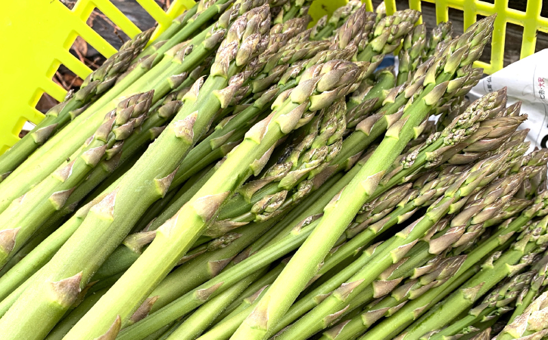 北海道栗山町産　夏のグリーンアスパラ（M～2Lサイズ）1kg オジファーム