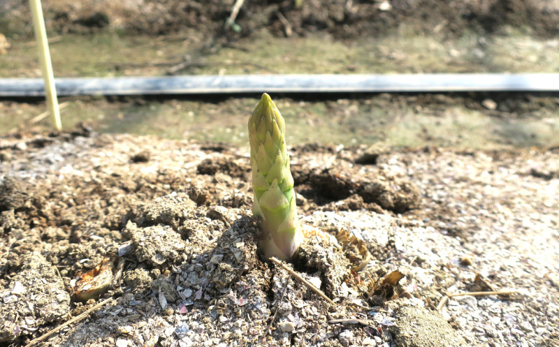 太めアスパラ（3Lサイズ以上）ホワイト＆グリーン食べ比べセット 計1kg オジファーム