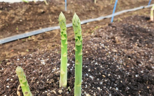 春の極太＆夏の柔らかアスパラガス 春夏2回定期便