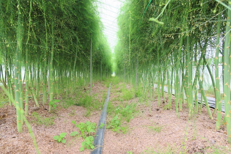 【先行予約】北海道産「夏採れ！北海道アスパラガス」1.4kg