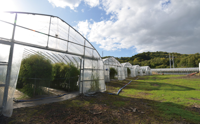 【先行予約】極太 北海道産 春採りグリーンアスパラガス 1kg 3L～2L 岸本農場