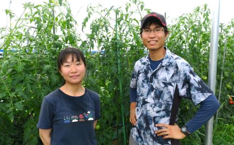 北海道栗山町産　うまみぎっしり大玉トマト ２kg