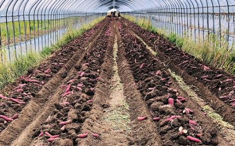 北海道産紅はるか 「しっとりやわらか 干し芋」100g×4袋